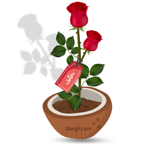 Nargil_Rosa Hybrida